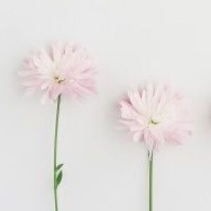 Meet your Posher, Kristina